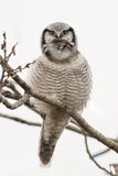 Northern Hawk-Owl - Sperweruil - pervire borale
