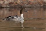 Common Goldeneye - Brilduiker - Garrot  oeil dor (f)