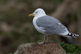 European Herring Gull - Zilvermeeuw - Goland argent