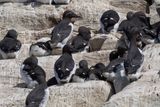 Thick-billed Murre - Kortbekzeekoet - Guillemot de Brnnich