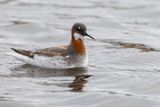 Red-necked Phalarope - Grauwe Franjepoot - Phalarope  bec troit