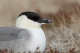 Long-tailed Jaeger - Kleinste Jager - Labbe  longue queue