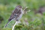 Twite - Frater - Linotte  bec jaune