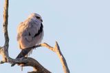 Black-shouldered Kite - Australische Grijze Wouw - lanion dAustralie