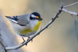 Striated Pardalote - Geelvlek-diamantvogel - Pardalote  point jaune