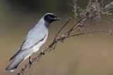 Black-faced Cuckooshrike - Zwartmaskerrupsvogel - chenilleur de la Sonde