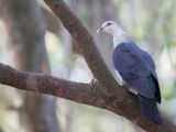 White-headed Pigeon - Witkopduif - Pigeon leucomle