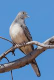 Peaceful Dove - Goulds Zebraduif - Goplie placide