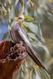 Cockatiel.- Valkparkiet - Cockatiel