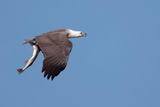 White-bellied Sea Eagle - Witbuikzeearend - Pygargue blagre