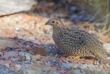 Brown Quail - Bruine Kwartel - Caille tasmane