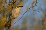 Grey-fronted Honeyeater - Groenkaphoningeter - Mliphage  plumet noir