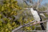 Australasian Darter - Australische Slangenhalsvogel - Anhinga dAustralie (f)