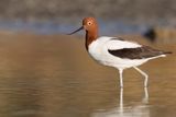 Red-necked Avocet - Australische Kluut - Avocette dAustralie