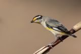 Striated Pardalote - Geelvlek-diamantvogel - Pardalote  point jaune