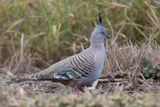 Crested Pigeon - Spitskuifduif - Colombine longup
