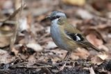 Grey-headed Robin - Grijskopstruikvliegenvanger - Miro  tte grise