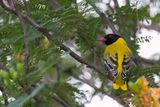 Black-headed Oriole - Maskerwielewaal - Loriot masqu