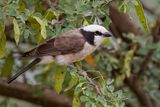 Northern White-crowned Shrike - Rppells Witkruinklauwier - Eurocphale de Rppell