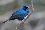 Shining Flycatcher - Zwarte Monarch - Monarque luisant (m)