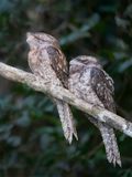 Papuan Frogmouth - Reuzenuilnachtzwaluw - Podarge papou (m+f)
