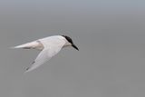 Australian Tern - Australische lachstern - Sterne  longues pattes