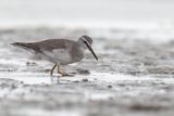 Grey-tailed Tattler - Siberische Grijze Ruiter - Chevalier de Sibrie