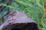 Rock-loving Cisticola 