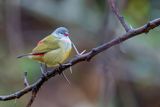 Yellow-bellied Waxbill - Geelbuikastrild - Astrild  ventre jaune