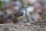 Madagascar Magpie-Robin - Madagaskardayallijster - Shama de Madagascar (f)