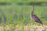 Purple Heron - Purperreiger - Hron pourpr