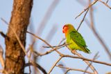 Lilians Lovebird - Nyasa-agapornis - Insparable de Lilian