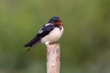 Barn Swallow - Boerenzwaluw - Hirondelle rustique