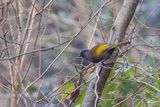 Chestnut-crowned Laughingthrush - Roodkoplijstergaai - Garrulaxe  tte rousse