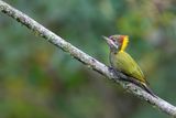 Lesser Yellownape - Kleine Geelkuifspecht - Pic  huppe jaune