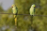 Rose-ringed Parakeet - Halsbandparkiet - Perruche  collier (m+f)