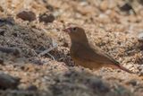 Red-billed Firefinch - Vuurvinkje - Amarante du Sngal (f)
