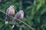 Red-eyed Dove - Roodoogtortel - Tourterelle  collier