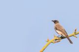 Common Bulbul - Grauwe Buulbuul - Bulbul des jardins