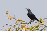 Neumanns Starling - Neumanns Roodvleugelspreeuw - Rufipenne de Neumann (f)