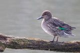 Eurasian Teal - Wintertaling - Sarcelle dhiver (f)