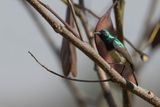Variable Sunbird - Ornaathoningzuiger - Souimanga  ventre jaune (m)