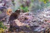 Himalayan Shortwing - Himalayakortvleugel - Brachyptre de lHimalaya