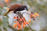 Montezuma Oropendola - Montezuma-oropendola - Cassique de Montezuma