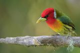 Red-headed Barbet - Roodkopbaardvogel - Cabzon  tte rouge (m)