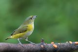 Yellow-throated Euphonia - Geelkeelorganist - Organiste  gorge jaune (f)