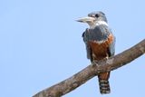 Ringed Kingfisher - Amerikaanse Reuzenijsvogel - Martin-pcheur  ventre roux (f)