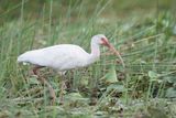 American White Ibis - Witte Ibis - Ibis blanc
