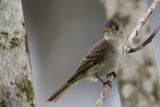 Tropical Pewee - Spix Piewie - Moucherolle cendr