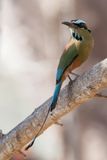 Turquoise-browed Motmot - Wenkbrauwmotmot - Motmot  sourcils bleus